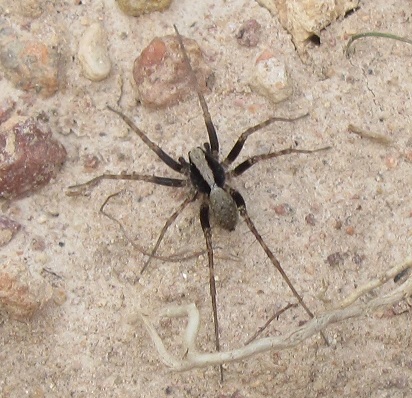 Lycosidae: Pardosa sp. - Roasio (VC)